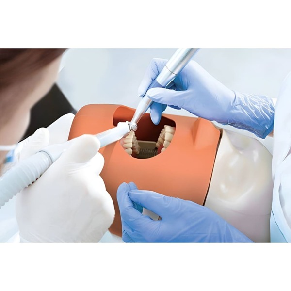 Стоматологический фантом Cingol T-MasterCingol, для демонстрации при обучении стоматологов - фото 2