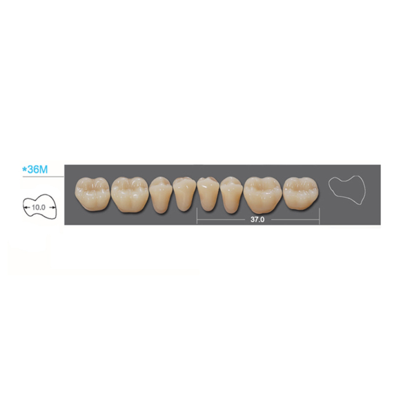 Kaili - зубы акриловые, нижние жевательные, цвет D4, размер *36ML, коробка 12х8 шт - фото 0