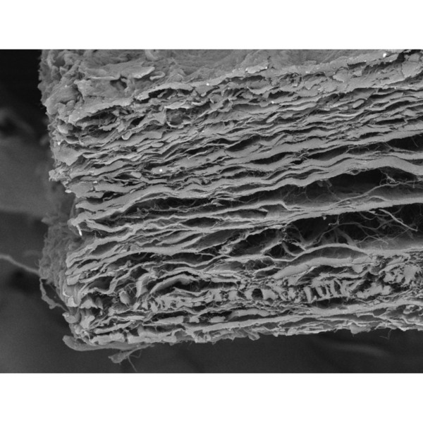 Мембрана коллагеновая Cardioplant bioPLATE BARRIER, резорбируемая, двухслойная, для тканевой регенерации, 25х25 мм, 1 шт - фото 2