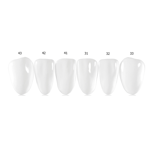 Componeer Set lower - виниры для нижней челюсти (43), размер S, цвет Enamel Universal, 2 шт - фото 1