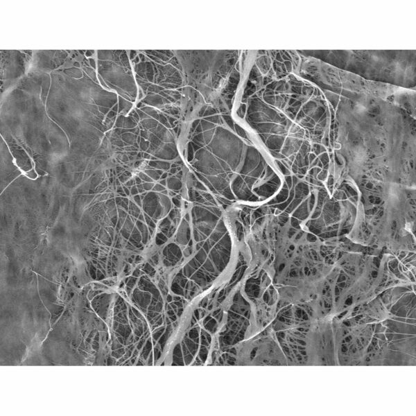Мембрана коллагенновая Cardioplant bioPLATE Contur, резорбируемая, двухслойная, для костной и тканевой регенерации, 25х25 мм, 1 шт - фото 2