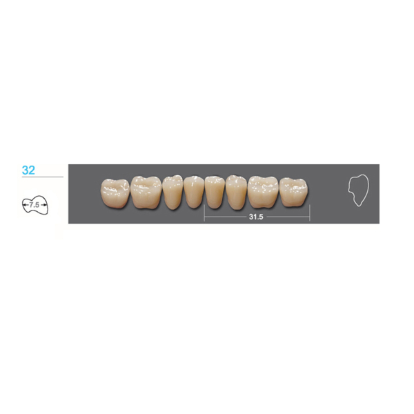 Kaifeng - зубы акриловые, нижние жевательные, цвет C1, размер 32L, коробка 12х8 шт - фото 0