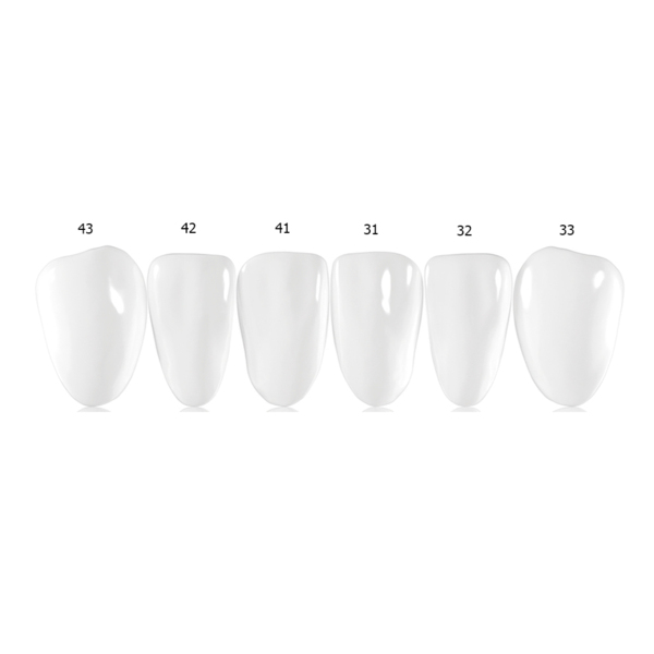Componeer Set lower - гарнитур для нижней челюсти (31, 32, 33, 41, 42, 43), размер M, цвет W/O (Enamel White Opalescent), 6 шт - фото 0