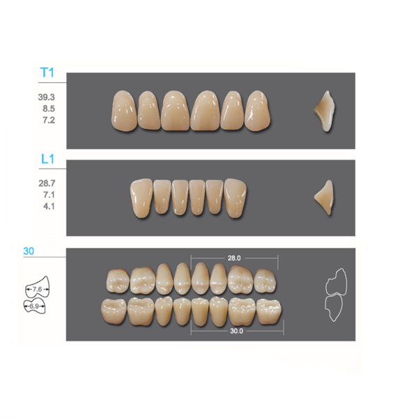 Kaifeng - зубы акриловые, верхние T1, цвет C2, коробка 4х28 шт - фото 0