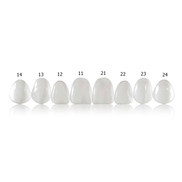 Componeer Set upper - виниры для верхних первых премоляров (14/24), размер S, цвет BL/O (Dentin Bleach Opaque), 2 шт - фото 1