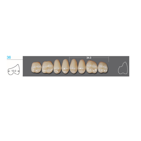 Kaifeng - зубы акриловые, верхние жевательные, цвет C2, размер 36U, коробка 12х8 шт - фото 0